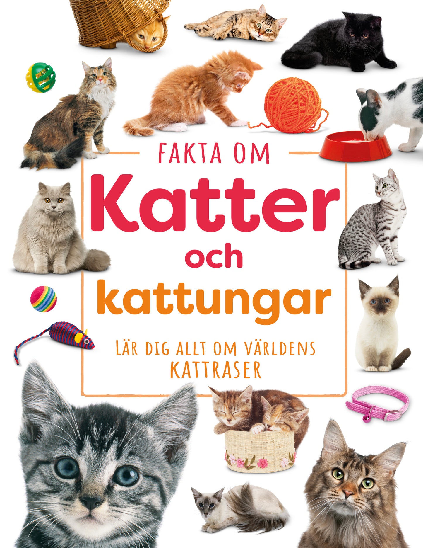 Fakta om katter och kattungar
